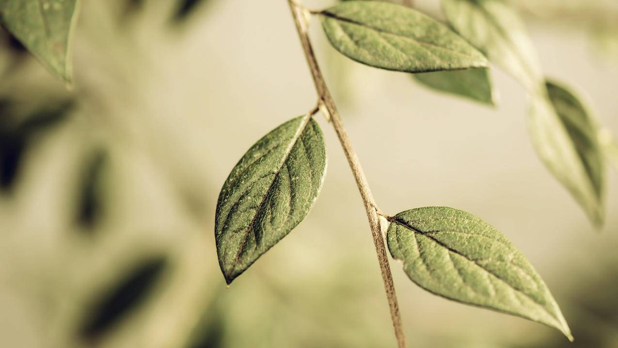 妙赞抖音点赞-快手在线免费领取赞,0.5毛刷赞,全网最便宜代刷网