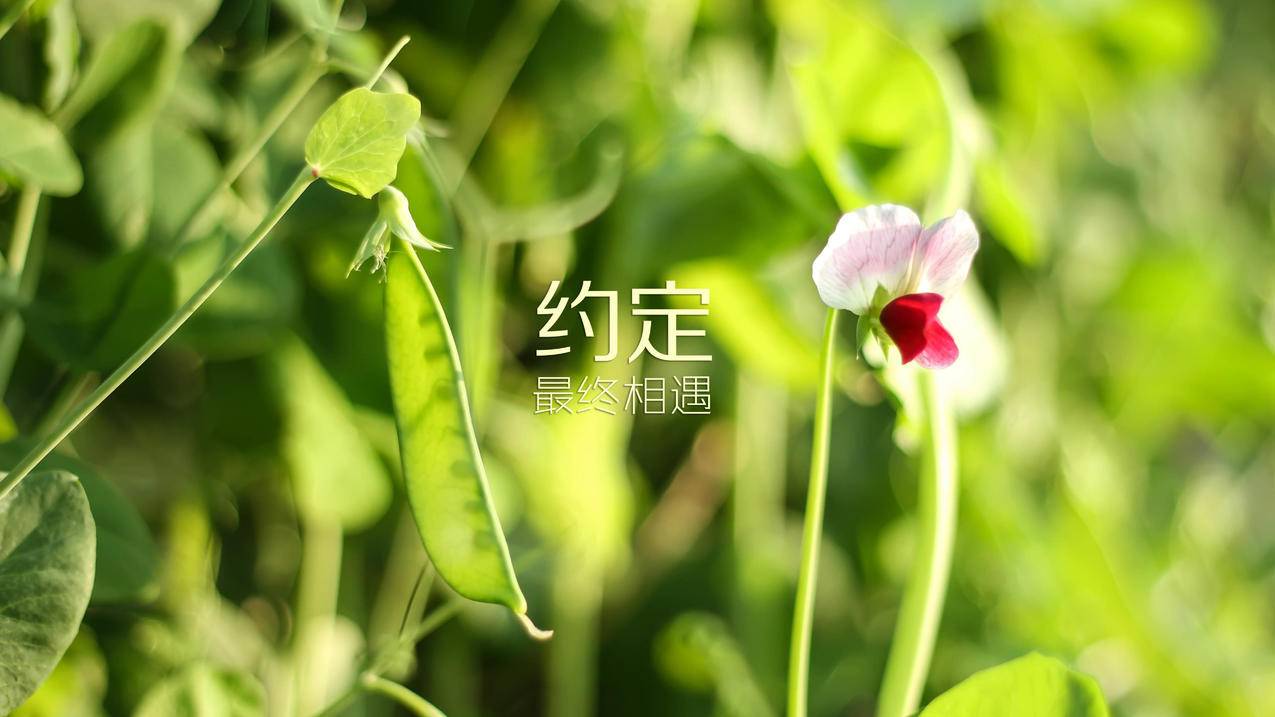 小白羊卡盟 - 速刷